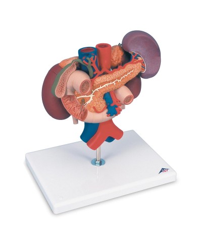 Kidneys with Rear Organs of the Upper Abdomen - 3 Part